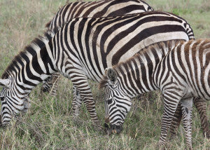 Grazing Zebras