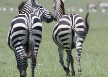 Load image into Gallery viewer, Kissing Zebras