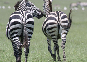 Kissing Zebras