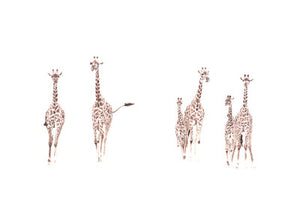 Giraffes Crossing