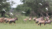 Load image into Gallery viewer, Water Buffalo Stampede