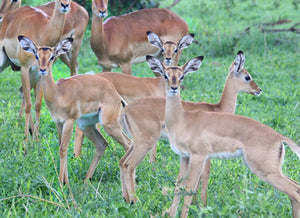 Posing Gazelles