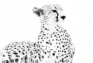 Strike a Pose, Cheetah Black and White