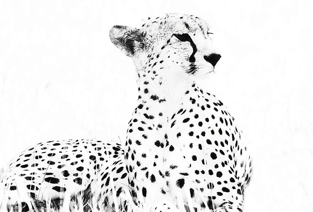 Strike a Pose, Cheetah Black and White