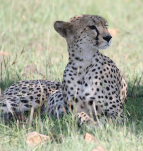 Strike a Pose, Cheetah Color