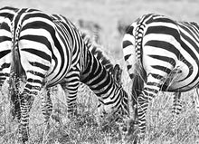 Load image into Gallery viewer, Zebra Butts