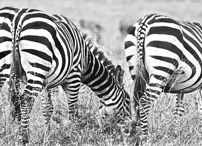 Zebra Butts